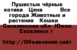 Пушистые чёрные котики › Цена ­ 100 - Все города Животные и растения » Кошки   . Сахалинская обл.,Южно-Сахалинск г.